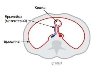 Що таке брижі, де вона знаходиться (бризжейка) Що таке брижі, де вона знаходиться