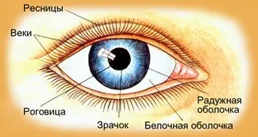 Що являє собою оптична система ока, з яких елементів складається (оптична) Що являє собою оптична система ока, з яких елементів складається