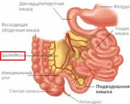 Що таке брижі, де вона знаходиться (бризжейка) Що таке брижі, де вона знаходиться