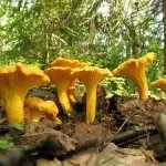 Що таке ногтоеда і як правильно вирішити проблему врослих нігтів (через вростання нігтя) Що таке ногтоеда і як правильно вирішити проблему врослих нігтів