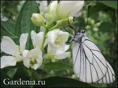 Бузок обрізка, розмноження