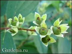 Бузок обрізка, розмноження