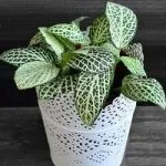 Квітка хлорофітум догляд, flowery-blog (квітка) Квітка хлорофітум догляд, flowery-blog