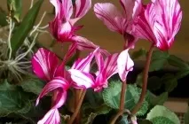 Цикламен (41 фото) сорти, догляд, посадка в домашніх умовах, вирощування в горщиках, як
