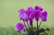 Цикламен (41 фото) сорти, догляд, посадка в домашніх умовах, вирощування в горщиках, як