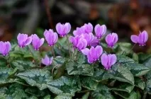Цикламен (41 фото) сорти, догляд, посадка в домашніх умовах, вирощування в горщиках, як