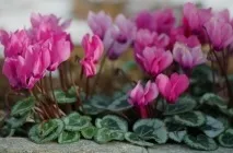 Цикламен (41 фото) сорти, догляд, посадка в домашніх умовах, вирощування в горщиках, як