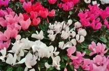 Цикламен (41 фото) сорти, догляд, посадка в домашніх умовах, вирощування в горщиках, як