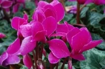 Цикламен (41 фото) сорти, догляд, посадка в домашніх умовах, вирощування в горщиках, як