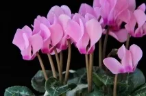 Цикламен (41 фото) сорти, догляд, посадка в домашніх умовах, вирощування в горщиках, як