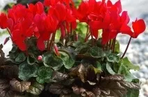 Цикламен (41 фото) сорти, догляд, посадка в домашніх умовах, вирощування в горщиках, як
