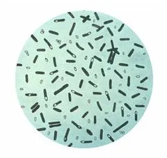 Clostridium botulinum