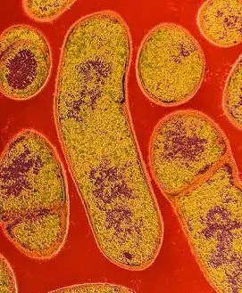 Clostridium botulinum