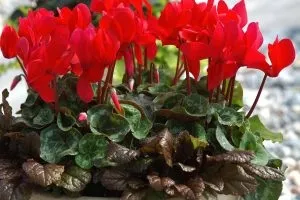 Цикламен від гаймориту рецепт крапель на основі соку (крапель) Цикламен від гаймориту рецепт крапель на основі соку