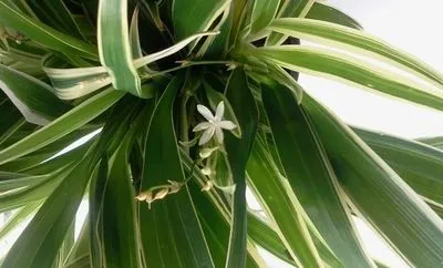Квітка хлорофітум догляд, flowery-blog (квітка) Квітка хлорофітум догляд, flowery-blog