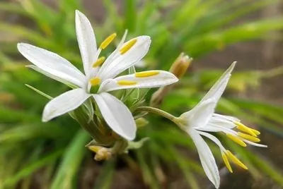 Квітка хлорофітум догляд, flowery-blog (догляд) Квітка хлорофітум догляд, flowery-blog