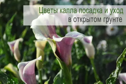 Квіти кала посадка і догляд у відкритому грунті (фото) (грунті) Квіти кала посадка і догляд у відкритому грунті (фото)