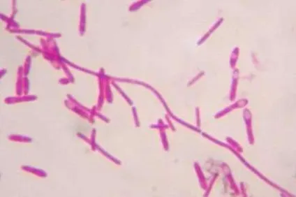 Clostridium botulinum