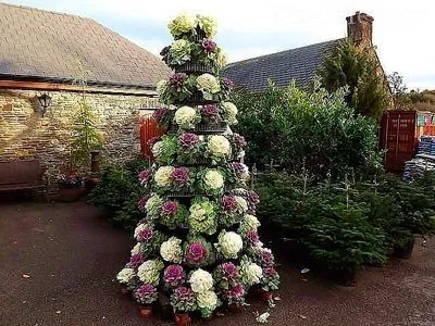 Декоративна капуста на клумбі вчимося оформляти правильно (поставити вазу будинку) Декоративна капуста на клумбі вчимося оформляти правильно