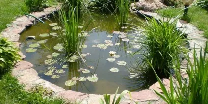 Декоративні водойми і міні-водойми на дачі і в саду фото, оформлення рослинами (водойми) Декоративні водойми і міні-водойми на дачі і в саду фото, оформлення рослинами