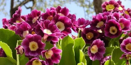 Декоративні водойми і міні-водойми на дачі і в саду фото, оформлення рослинами (дачі) Декоративні водойми і міні-водойми на дачі і в саду фото, оформлення рослинами