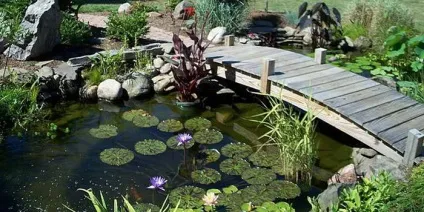 Декоративні водойми і міні-водойми на дачі і в саду фото, оформлення рослинами (декоративні) Декоративні водойми і міні-водойми на дачі і в саду фото, оформлення рослинами