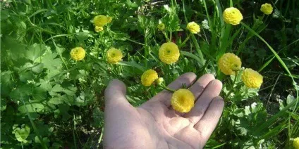 Декоративні водойми і міні-водойми на дачі і в саду фото, оформлення рослинами (міні-водойми) Декоративні водойми і міні-водойми на дачі і в саду фото, оформлення рослинами