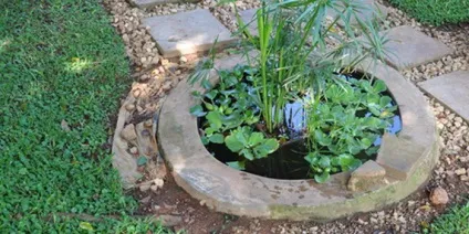 Декоративні водойми і міні-водойми на дачі і в саду фото, оформлення рослинами (міні-водойми) Декоративні водойми і міні-водойми на дачі і в саду фото, оформлення рослинами