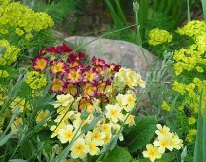 Робимо альпійську гірку своїми руками (руками) Робимо альпійську гірку своїми руками