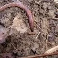 Дерево катальпа - вирощування розмноження посадка і догляд
