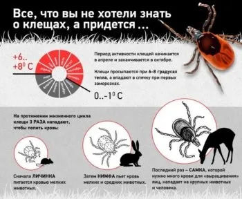 Чи роблять щеплення від кліщів для собак (собак) Чи роблять щеплення від кліщів для собак