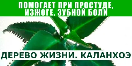 Дерево життя, корисні поради (життя) Дерево життя, корисні поради