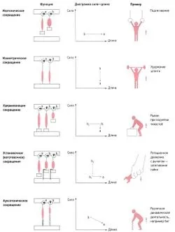 Динамічні вправи і тренування (тренування) Динамічні вправи і тренування
