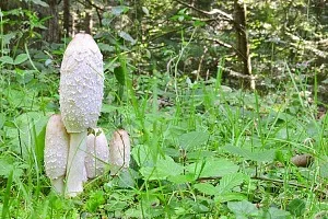 Діагностика та надання першої допомоги при гіпоглікемічної коми