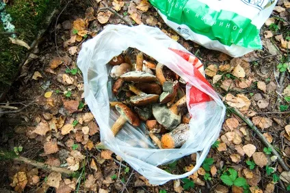 Афіша місто «гриби самі кажуть, де вони» грибники відповідають на питання - архів (самі) Афіша місто «гриби самі кажуть, де вони» грибники відповідають на питання - архів