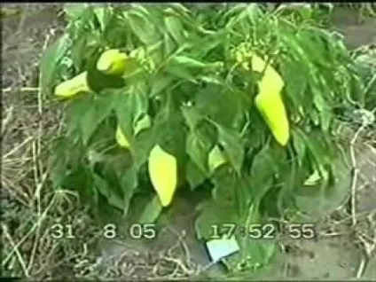 Агропанелі своїми руками на