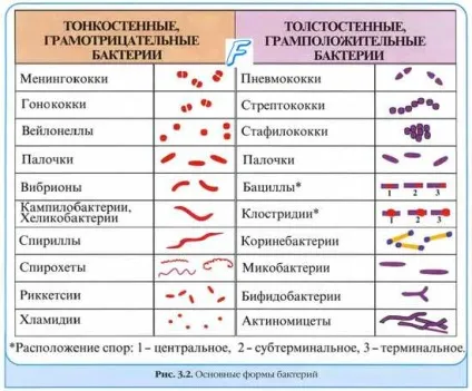 Аеробні грамнегативні коки
