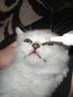 Будиночки для кошенят