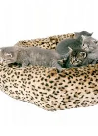 Будиночки для кошенят