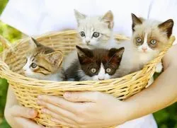 Будиночки для кошенят