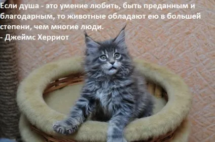 Будиночок для кішки