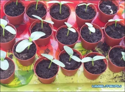 Домашня гідропонна установка своїми руками (домашня гідропонна установка) Домашня гідропонна установка своїми руками