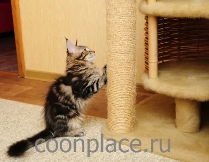 Будиночок для кішки
