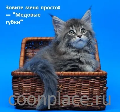Будиночок для кішки