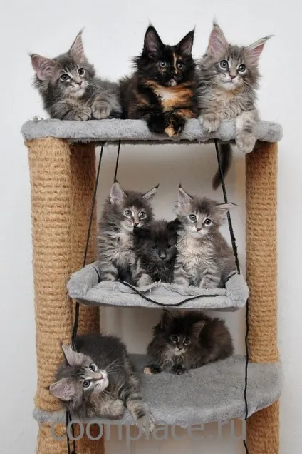 Будиночок для кішки