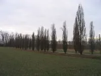 Дуб звичайний - це
