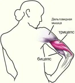 В'ялі руки гімнастика для рук допоможе, fitvid (вправи для рук) В'ялі руки гімнастика для рук допоможе, fitvid