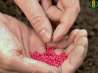 Дражування або інкрустація насіння