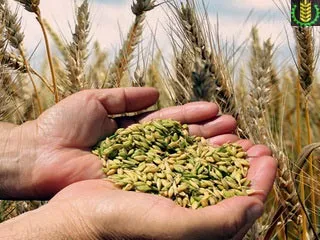 Дражування або інкрустація насіння