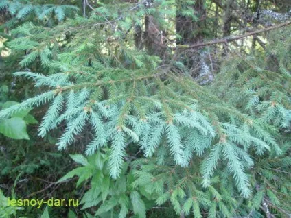 Ялина звичайна, лісова комора (лісова) Ялина звичайна, лісова комора